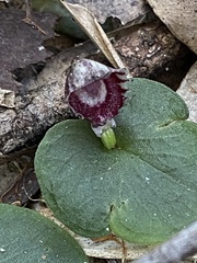 Corybas pruinosus