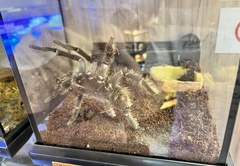 Cyriopagopus lividus