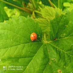 Harmonia axyridis