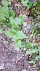 Veronica urticifolia