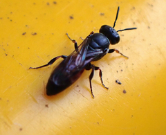 Hylaeus littleri