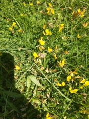 Lotus corniculatus