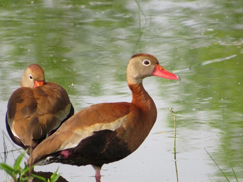 Black-bellied Whistling-Duck, photo 8 of 9