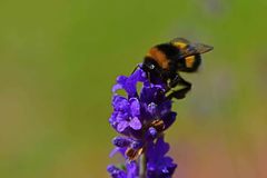 Bombus terrestris
