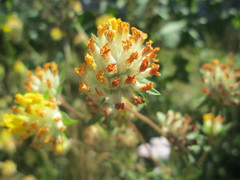 Anthyllis vulneraria