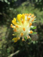 Anthyllis vulneraria