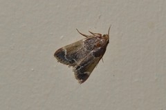 Pyralis farinalis