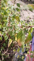 Parietaria judaica