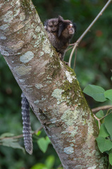 Callithrix penicillata