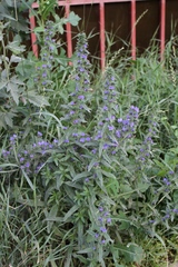 Echium vulgare