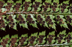 Polystichum silvaticum