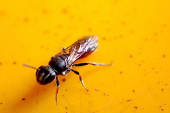 Hylaeus littleri