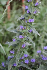 Echium vulgare