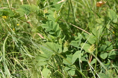 Astragalus glycyphyllos