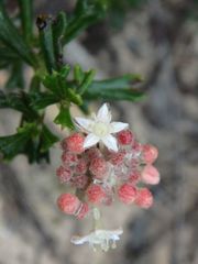 Pomaderris obcordata