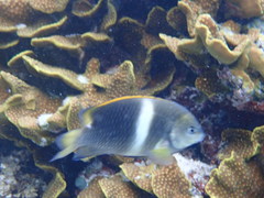 Chrysiptera leucopoma