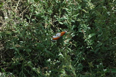 Danaus chrysippus alcippus