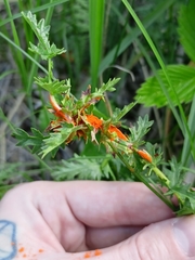Triphragmium filipendulae