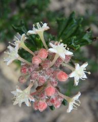 Pomaderris obcordata