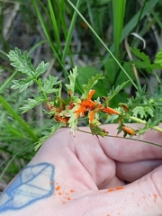 Triphragmium filipendulae