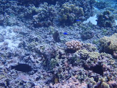 Cheilinus trilobatus