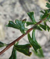 Pomaderris obcordata