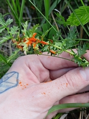 Triphragmium filipendulae