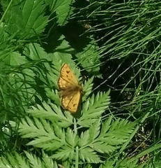 Carterocephalus silvicola