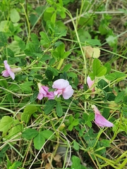 Chamaecytisus purpureus