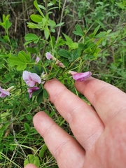 Chamaecytisus purpureus