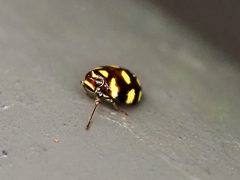 Ceratogergithus pseudotessellatus