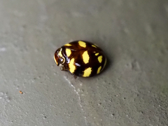 Ceratogergithus pseudotessellatus
