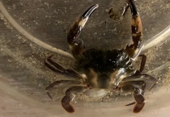 Charybdis hellerii