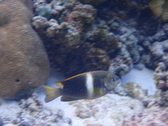 Chrysiptera leucopoma