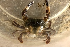 Charybdis hellerii