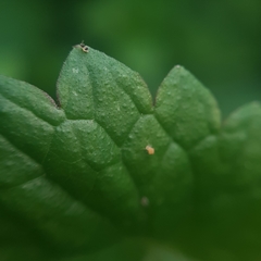 Deuterosminthurus bicinctus