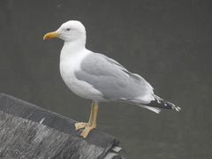 Larus argentatus