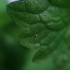 Deuterosminthurus bicinctus