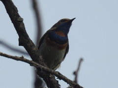 Luscinia svecica svecica