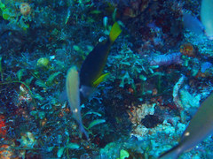 Hypoplectrus aberrans