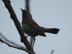 Luscinia svecica svecica