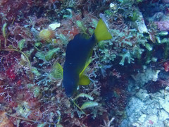 Hypoplectrus aberrans