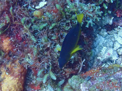 Hypoplectrus aberrans