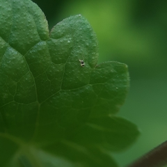 Deuterosminthurus bicinctus
