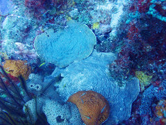 Helioseris cucullata