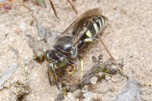 Representative image of Bembecinus hungaricus