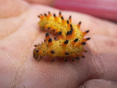 Zerynthia polyxena