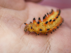 Zerynthia polyxena