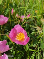 Rosa gallica