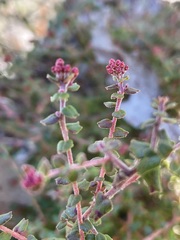 Leionema hillebrandii
